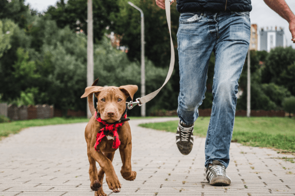 promener son chien sans laisse