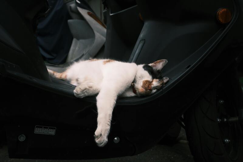 chat sur un scooter